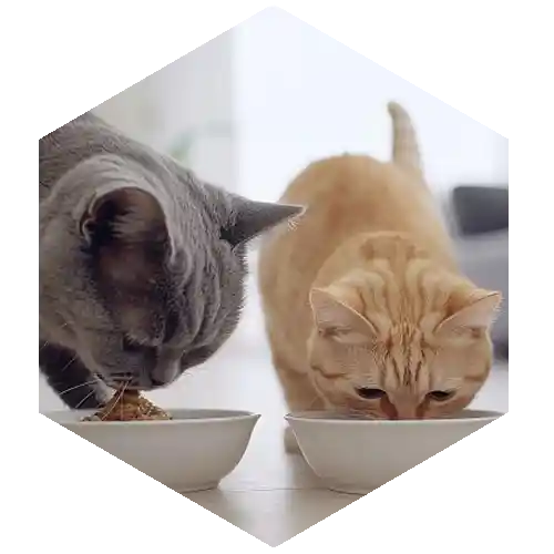 Plant based digestive enzyme​