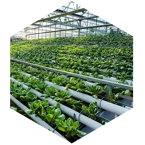 Plant enzyme​